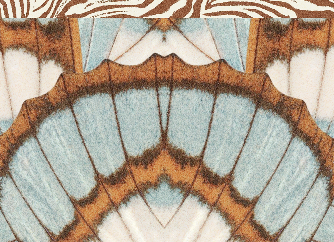 butterfly pattern